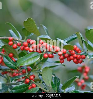 Ilex aquifolium 'JC van Tol' Stock Photo