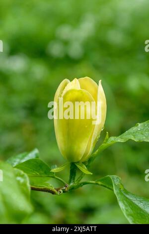 Magnolia x brooklynensis 'Yellow Bird', palace gardens, Markleeberg, Saxony, Germany Stock Photo