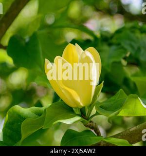 Magnolia x brooklynensis 'Yellow Bird' Stock Photo