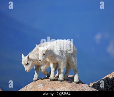 Two young snow goats climbing a rocky plateau, Wyoming, USA, United States Stock Photo