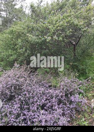 Buckbrush (Ceanothus cuneatus) Plantae Stock Photo