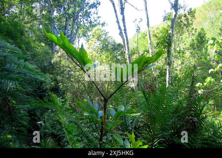 butterspoon tree (Cunonia capensis) Plantae Stock Photo