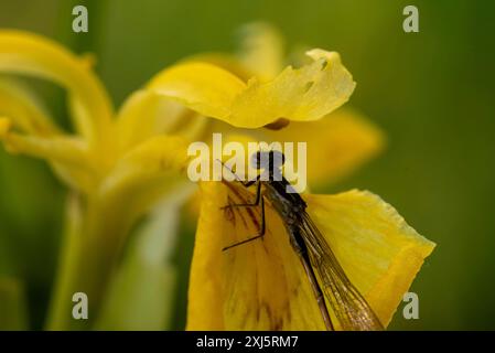 A dragonfly sits on the edge of a yellow flower, Wolmirstedt, Saxony-Anhalt, Germany Stock Photo