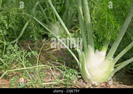 Fennel growing in a greenhouse Stock Photo