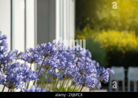 A beautiful display of vibrant blue Agapanthus flowers foregrounding a sunlit, white modern home and lush, yellow foliage in a tranquil garden setting Stock Photo