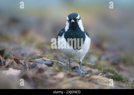 Wild magpie-lark (Grallina cyanoleuca) foraging on the ground, Australia Stock Photo