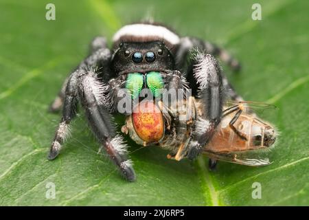 Close-up of a jumping spider sitting on a leaf eating a fly, Indonesia Stock Photo
