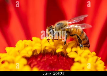 Honeybee (Apis) drinks nectar and collects pollen from bright red zinnia in summer garden Stock Photo