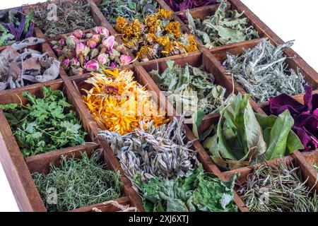 Dried flower and herb rack Stock Photo