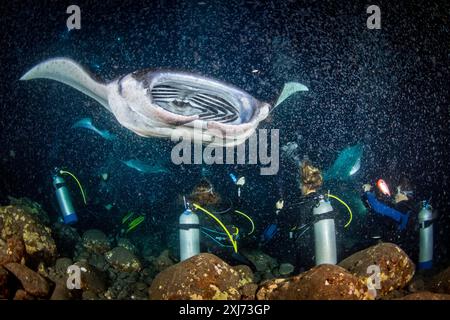 reef manta rays or coastal mantas, Mobula alfredi, feeding frenzy at night, funneling plankton gathered around divers' artificial lights, Kona Coast, Stock Photo
