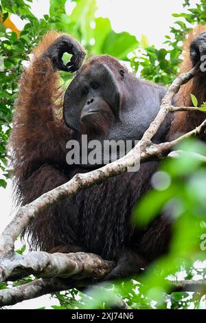 Adult flanged male Bornean orangutan (Pongo Pygmaeus). Photographed in Tanjung Putting National Park, Kalimantan, Indonesian Borneo. Stock Photo