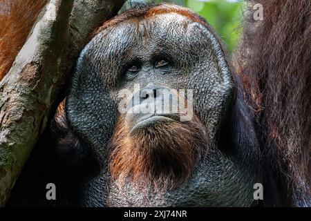 Adult flanged male Bornean orangutan (Pongo Pygmaeus). Photographed in Tanjung Putting National Park, Kalimantan, Indonesian Borneo. Stock Photo