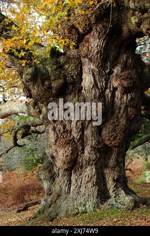 Centuries old English oak (Quercus rubor) tree known as the maiden oak, Balmer Lawn, New Forest, Hampshire, UK. Stock Photo
