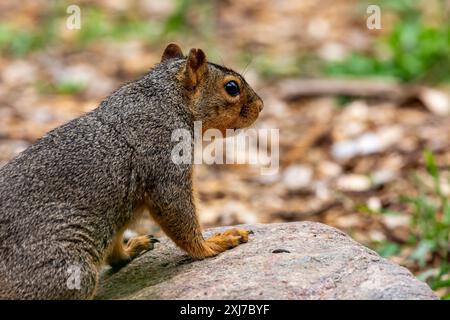 An Eastern Fox Squirrel in Northeast Indiana, USA. Stock Photo