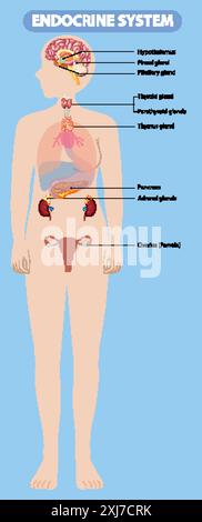 Illustration of the human endocrine system organs Stock Vector