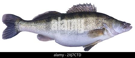 Pikeperch isolated on white Background Stock Photo