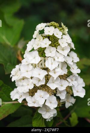 Amazing flowering white oak-leaf  hydrangea. Blooming white flowers in the cottage garden at blur background. Gardening concept. (Hydrangea quercifoli Stock Photo