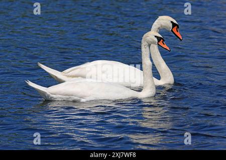 Mute swan couple floating on Ontario Lake, Canada Stock Photo