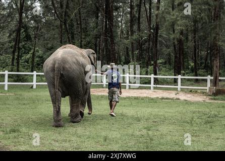 Asian man walking with the elephant. Big Asian elephant in sanctuary Phuket. Domestic elephant Sanctuary for tourist to visit. Animal rescue. Elephant Stock Photo