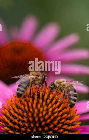 Close-up of two bees harvesting pollen on a coneflower (Echinacea) with pink petals in full bloom Stock Photo