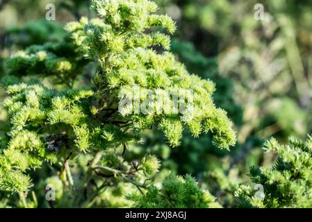 Pigweed amaranth,  Amaranthus retroflexus green flowers closeup selective focus Stock Photo