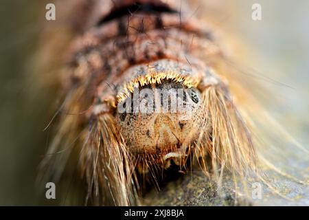 Close-up of a hairy Lebeda nobilis caterpillar with distinctive red and black markings on its grey-brown body. Captured in Wulai, Taiwan. Stock Photo