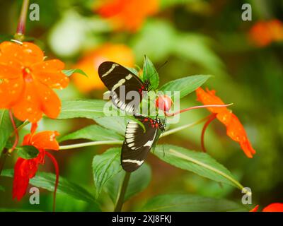 Two Zebra longwing butterflies (Heliconius charithonia) eating from the same fruit. Stock Photo