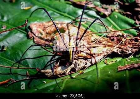 Detailed capture of a Giant Wood Spider consuming its prey on a delicate web. Vibrant colors and natural predation scene, Wulai, Taiwan. Stock Photo