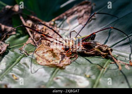 Detailed capture of a Giant Wood Spider consuming its prey on a delicate web. Vibrant colors and natural predation scene, Wulai, Taiwan. Stock Photo