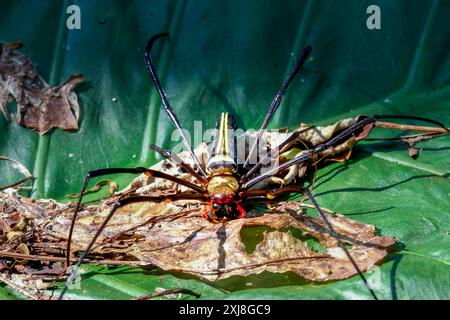 Detailed capture of a Giant Wood Spider consuming its prey on a delicate web. Vibrant colors and natural predation scene, Wulai, Taiwan. Stock Photo