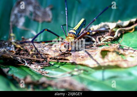 Detailed capture of a Giant Wood Spider consuming its prey on a delicate web. Vibrant colors and natural predation scene, Wulai, Taiwan. Stock Photo