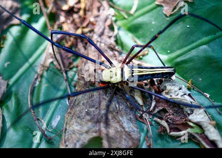 Detailed capture of a Giant Wood Spider consuming its prey on a delicate web. Vibrant colors and natural predation scene, Wulai, Taiwan. Stock Photo