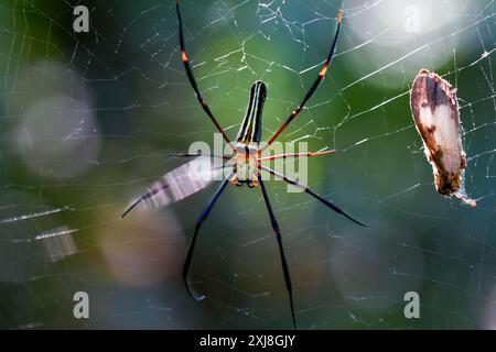 Detailed capture of a Giant Wood Spider consuming its prey on a delicate web. Vibrant colors and natural predation scene, Wulai, Taiwan. Stock Photo