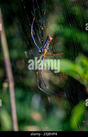 Detailed capture of a Giant Wood Spider consuming its prey on a delicate web. Vibrant colors and natural predation scene, Wulai, Taiwan. Stock Photo