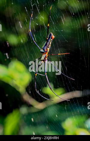 Detailed capture of a Giant Wood Spider consuming its prey on a delicate web. Vibrant colors and natural predation scene, Wulai, Taiwan. Stock Photo