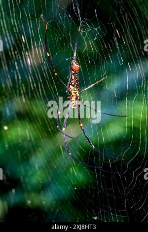 Detailed capture of a Giant Wood Spider consuming its prey on a delicate web. Vibrant colors and natural predation scene, Wulai, Taiwan. Stock Photo