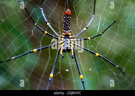 Detailed capture of a Giant Wood Spider consuming its prey on a delicate web. Vibrant colors and natural predation scene, Wulai, Taiwan. Stock Photo