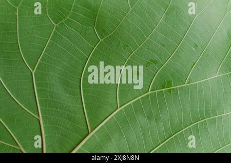 Close up view of green leaf texture. Green leaf texture background. Leaf veins structure. Stock Photo