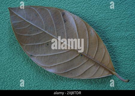 Closeup of dark yellow leaves on green background Stock Photo
