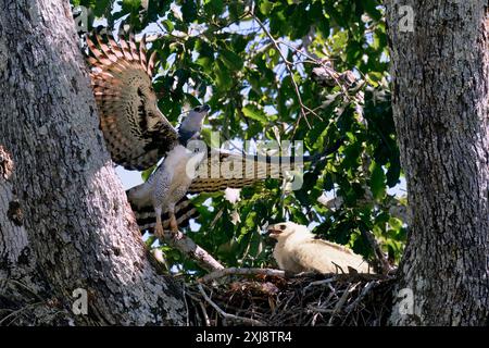 Female Harpy eagle, Harpia harpyja, in flight over the nest occupied by her 4 month old chick, Alta Floresta, Amazon, Brazil Stock Photo