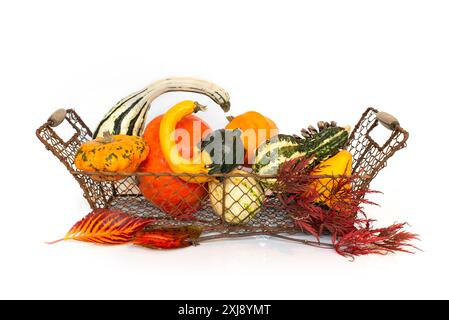 Basket of gourds on white background with copy space. Fall, halloween and Thanksgiving decor Stock Photo