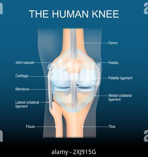 Knee anatomy. Knee joint structure. Front view of human knee with glowing effect. Realistic transparent blue joint on dark background. Poster with tex Stock Vector