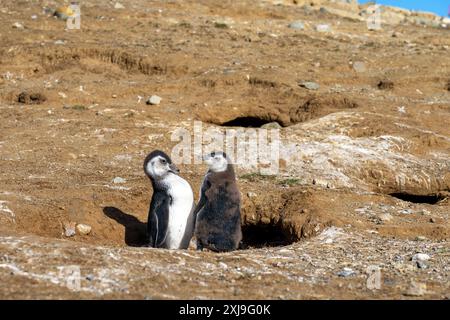 Two young Magellanic penguins standing at their nest in Magdalena Island, Punta Arenas, Chile. Stock Photo