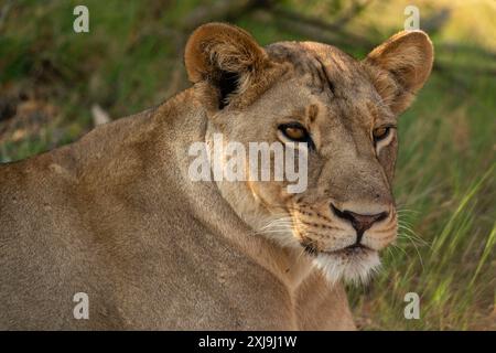 Lioness Panthera leo, Khwai, Okavango Delta, Botswana, Africa Copyright: SergioxPitamitz 741-6586 Stock Photo