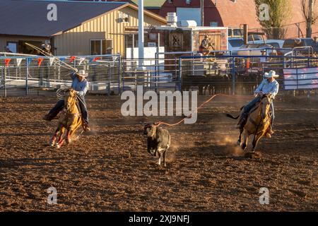 The header successfully drops his loop over the calf's horns in the team roping event in a rodeo in a small town in rural Utah. Stock Photo