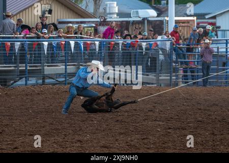 String Line Cattle Roping A rodeo cowboy tying the legs of the calf with the pigging string in ...