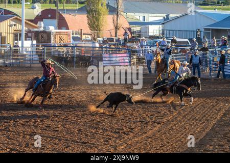 The header successfully drops his loop over the calf's head in the team roping event in a rodeo in a small town in rural Utah. Stock Photo