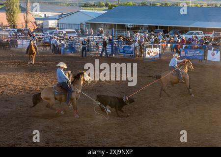 The heeler successfully loops the calf's hind legs in the team roping event in a rodeo in a small town in rural Utah. Stock Photo