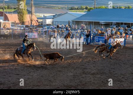 The heeler successfully loops the calf's hind legs in the team roping event in a rodeo in a small town in rural Utah. Stock Photo