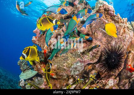 Raccoon butterflyfish Chaetodon lunula and saddle wrasse Thalassoma duperrey, off the island of Lanai, Hawaii, United States of America, Pacific, Nort Stock Photo